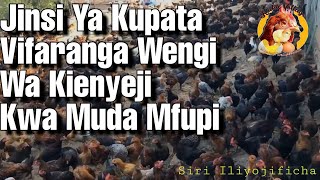 NJIA RAHISI YA KUPATA VIFARANGA WENGI WA KIENYEJI KWA MUDA MFUPI [upl. by Nevur]