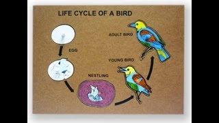 Bird Life Cycle Video for Kids Science for Kids by makemegeniuscom [upl. by Clementina]