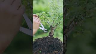 Starting a Bonsai is Easy Hawthorn [upl. by Lowenstern]