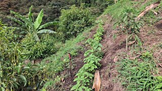 Ramio El Forraje Ideal para Cuyes Conejos y Gallinas ¡Alto en Nutrición [upl. by Eiralc]