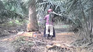 Tebang Potong POKOK dan RUMPUT Shah Alam Kota Kemuning Klang Puchong Petaling Jaya [upl. by Mcdougall]