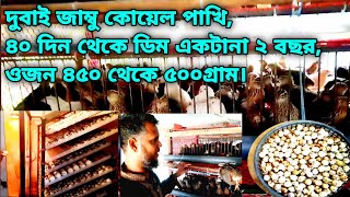 দুবাই জাম্বু কোয়েল পাখি পালন করে  অল্প সময়ে অধিক মুনাফা Dubai jambu koyel pakhi 01713590631 [upl. by Liberati]