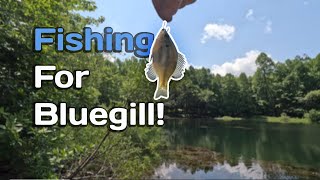 Catching bluegill to put in my pond [upl. by Laohcin85]