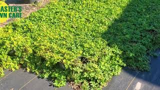 3 Groundcover Alternatives to North Florida Lawns [upl. by Arobed]