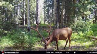 Stealth Cam DS4K  EPIC Elk Video [upl. by Macgregor]