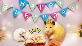 How Do I Celebrate my Hamsters Birthday  Misos 1st Birthday Party [upl. by Yrreiht]