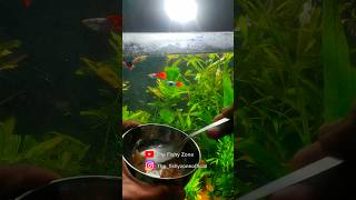 Homemade MedicineFish food for Guppies and Mollies 🥰🔥 thefishyzone [upl. by Martens]