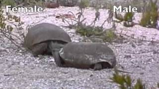 Tortoise Tango Gopher Tortoise Courtship Gopherus polyphemus Barefoot Beach Preserve [upl. by Irpac]