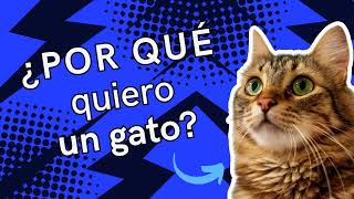 ¿Por qué quiero un gato cuidadodegatos gatofeliz [upl. by Brittnee]