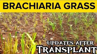 Brachiaria Grass  Mulato Grass Updates After Transplant [upl. by Cinelli941]