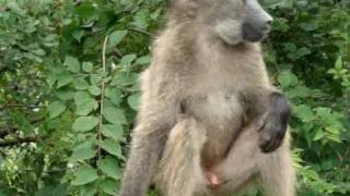 Baboons on Guardrail [upl. by Uwton]