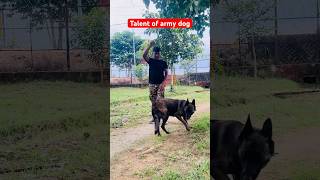 Techniques of Indian military dog training 🇮🇳 youtubeshorts shortvideo viralvideo dog k9 [upl. by Frohne]