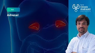 Adrenal Suprarrenal o que é e consequências  Dr Cassio Andreoni CRM 78546 [upl. by Sivrat]