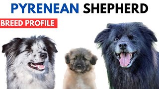 Pyrenean Shepherd Breed Profile History  Price Traits  Chien de Berger des Pyrénées Grooming Needs [upl. by Landan]