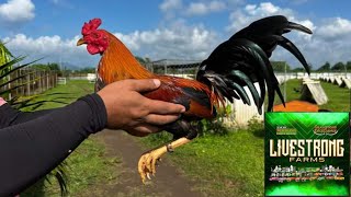 JEYSHI DIMAFELIX Livestrong Gamefarm [upl. by Holmann]