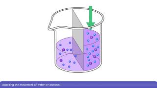 Detailed Animation on Osmosis [upl. by Aritak]