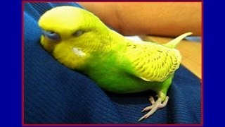 Bird cuddles up and talks himself to sleep Video 11  Liz Kreate [upl. by Ingvar]