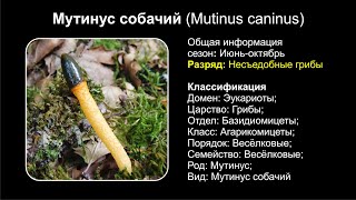 Мутинус собачий Mutinus caninus [upl. by Randie387]