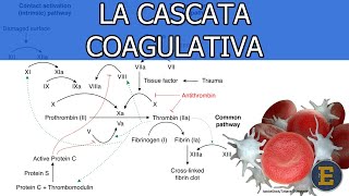 45 La cascata coagulativa 350 min [upl. by Atires]