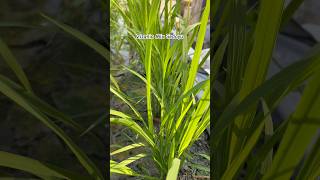 🌾zizania mix sedayu😍🥰 viralvideo shorts trending padiunggul padizizania padisedayu petani [upl. by Ahcatan]