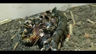 Acanthoscurria Geniculata VS Scolopendra Hainanum [upl. by Jair]