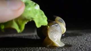 Ecco come mangiano le lumache How snails eat [upl. by Eladnar304]