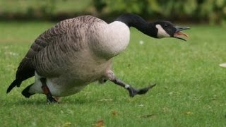 Goose chasing people  funny geese attack compilation [upl. by Spielman729]