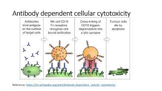 Antibody dependent cellular cytotoxicityADCCamp Complementary dependent cytotoxicityCDC Code 451 [upl. by Yasdnil]