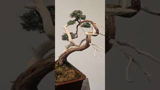 Change of angle🕵🏻‍♂️ bonsai fyp juniperus squamata free daily inspiration howto diy schwei [upl. by Katti]