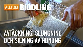 Avtäckning slungning och silning av honung  Biodling [upl. by Scherle731]