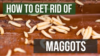 How to Get Rid of Maggots 4 Easy Steps [upl. by Anissa]