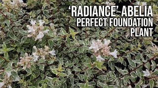 Radiance Abelia in 2 Minutes  Fragrant Flowering Evergreen [upl. by Nedry332]