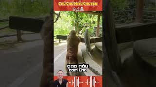 Chú Chó Hiểu Chuyện P2funny giaitri haihuoc [upl. by Norahc]