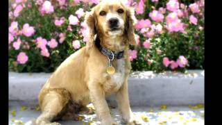 English Cocker Spaniel Dog History Personality Health Care [upl. by Nerahs]