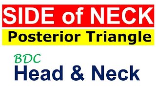 Chp3  Posterior Triangle of Neck  BDC Vol3  Head and Neck Anatomy  Dr Asif Lectures [upl. by Natsuj]