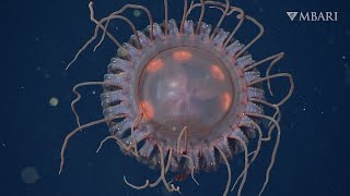 Remarkable new species of deepsea crown jelly discovered in depths of Monterey Bay [upl. by Marleen]