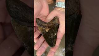 I Found The Worlds Largest Shark Tooth [upl. by Erlene]