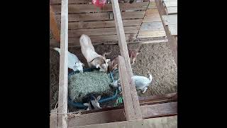 Kiko Goats Eating Hay View From Hayloft 12142024 america farming farmlife kikogoats goats [upl. by Izak]