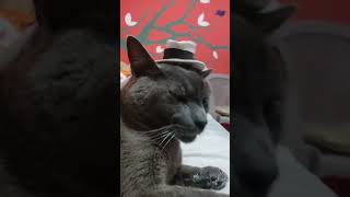 Rodeo 🤠 cat catlovers mascotas gatos gatito humor pet catlover petlover mascota meme [upl. by Clarie]