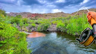 These Beaver Ponds were LOADED with HUGE Trout Fly Fishing for Brown Trout [upl. by Sirronal362]