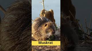 Muskrat  Physical Characteristics  Habitat  Diet  Behavior  101 Facts usa animal [upl. by Nauqan305]