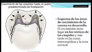 Esmalte dental y amelogenesis imprfecta [upl. by Scheck]