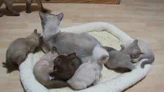 Zanadu Tonkinese kittens [upl. by Braunstein]