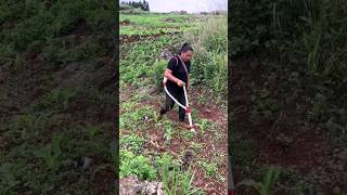 🍁🍁Easy fertilizer tools for crops 🍃short agriculture women farming shorts [upl. by Abercromby]