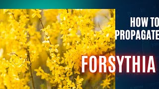 The MindBlowing Secret To Propagating Forsythia  Anyone Can Do It [upl. by Terb365]