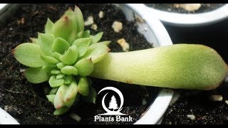 How to Grow Echeveria amp Succulent plants A to Z Part 1 [upl. by Iramat]