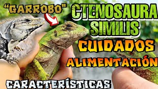 Garrobo CTENOSAURA SIMILIS CUIDADOS Y ALIMENTACIÓN [upl. by Jacques]