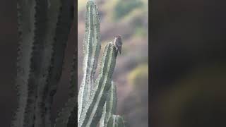 Greybreasted Woodpecker near Oaxaca Mexico11122024 [upl. by Bessie]