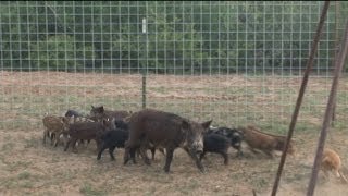 A Hunting Show Part 17 South Texas Hog Trapping [upl. by Eeslek532]