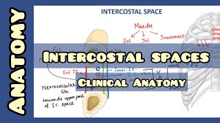 Intercostal Space  Anatomy and Clinical Importance [upl. by Tallulah]